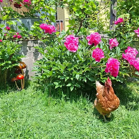 Appartamento Katharina Steinach am Brenner